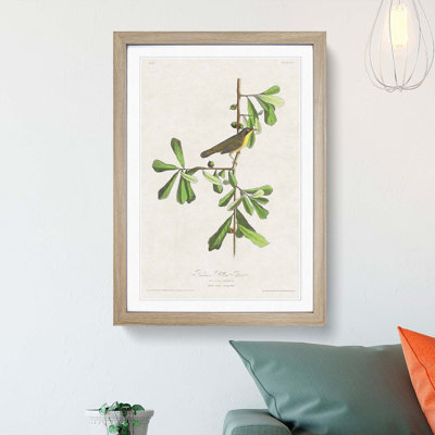 Roscoes Yellow-Throat Bird by John James Audubon - Picture Frame Graphic Art Print