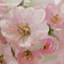 « japanese cherry tree »-sans cadre, reproduction d’art sur toile-650522300
