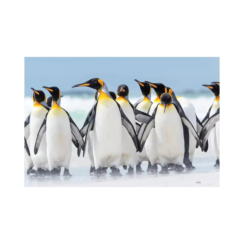 King Penguin, Falkland Islands. by Martin Zwick - Wrapped Canvas Print, 66.04 cm H x 45.72 cm W x 3.175 cm D