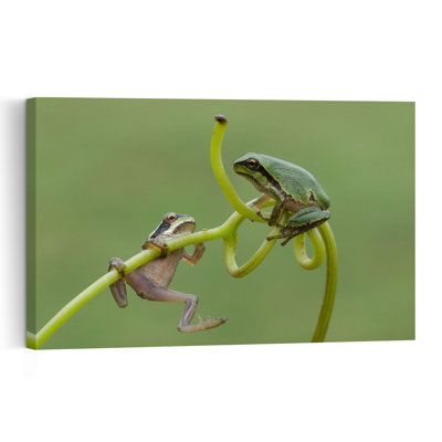 Green Tree Frog Friends Peaceful Playful Contemporary Frog Forest Nature Wall Art Print by Savas Sener - Print