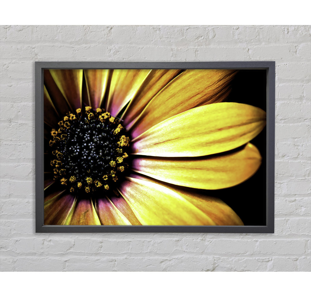 Golden Black Daisy - Druck