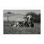 «Resting Cow in Grass» par Dakota Diener-1715372114