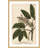 "Horse Chestnut" Framed Print-18829690