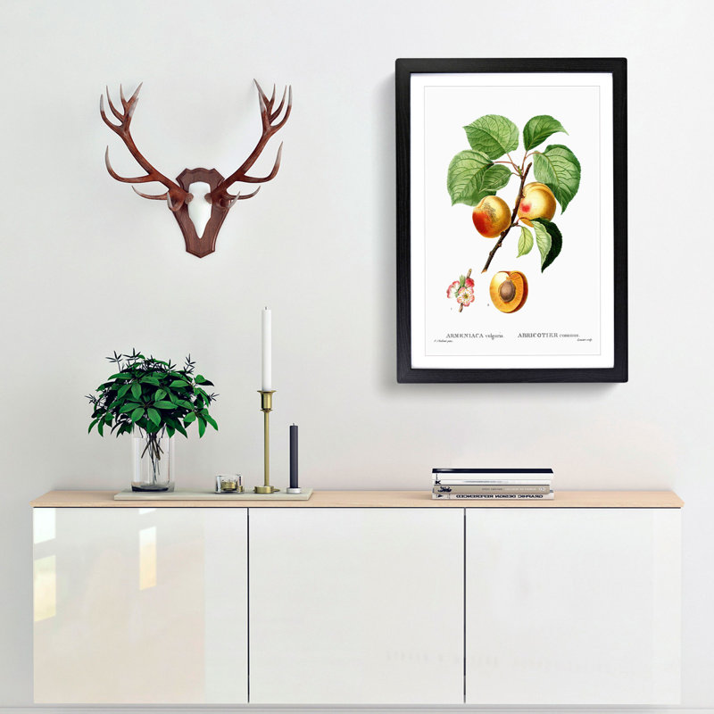 Branch of an Apricot Tree by Pierre-Joseph Redoute - Picture Frame Graphic Art Print, 36cm H x 27cm W x 2cm D, Black Framed