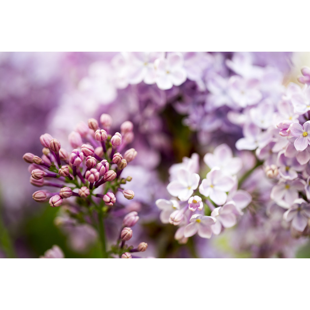 Beautiful Lilacs von Wuviveka - Leinwandbild