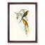 Orange-Bellied Grass-Parakeets by Elizabeth Gould - Picture Frame Painting Print-55581335-55581336
