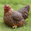Statue de poule accroupie
