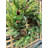 Faux Spruce Polyester 24'' Wreath