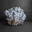 Genuine Blue Ridge Coral (18", 20.5 Lbs)