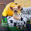 Poussette pliable et légère Zeze pour petits chiens et chats - Pliage à une main, cadre en aluminium, porte-gobelet et coussin lavable à motif vache, motif vache.