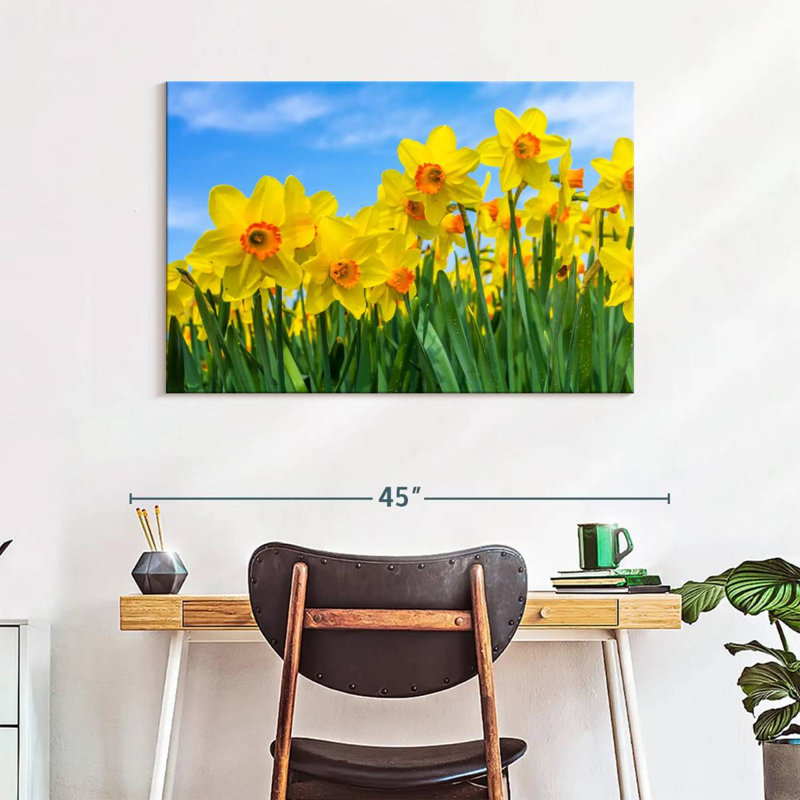 Dutch Master Daffodils, 26" H x 39" W