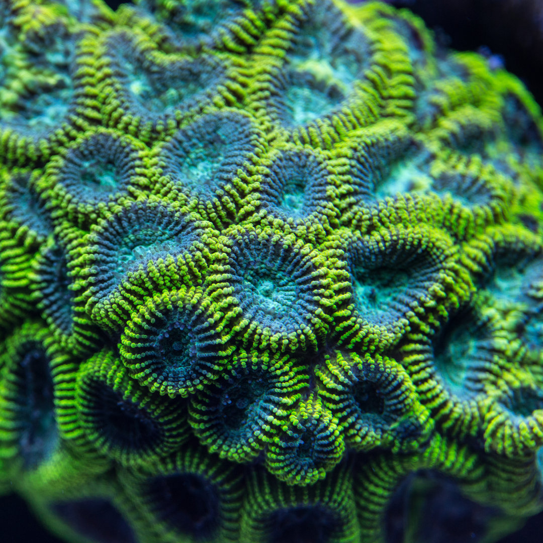 Colony Of A Green Favia Coral von Ingredients - Leinwand Kunstdrucke