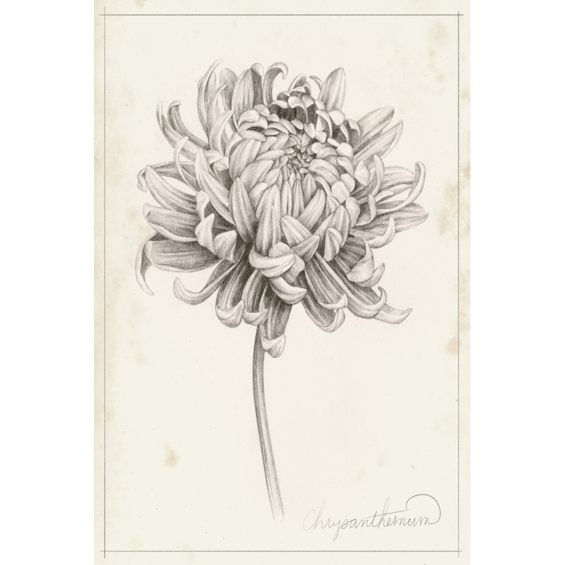 Graphite Chrysanthemum Study I, H 36 po x l 24 po x P 1,25 po