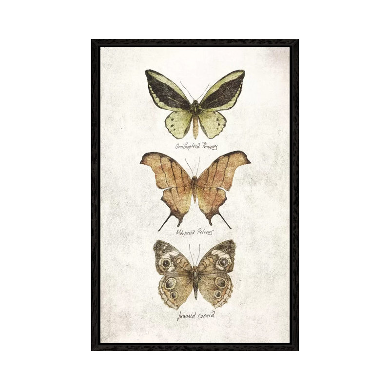 Butterflies IV by Mike Koubou - Print on Canvas, Black Framed, 66.04cm H x 45.72cm W x 3.81cm D