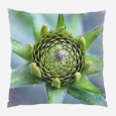 Coussin macro