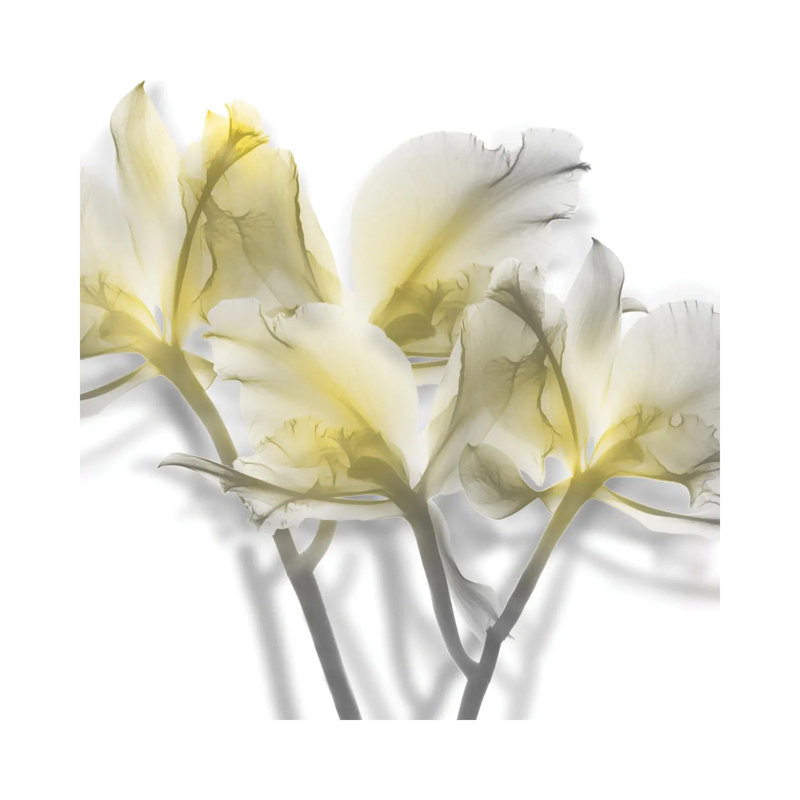 Unfocused Light II by Albert Koetsier - Wrapped Canvas Print, 93.98 cm H x 93.98 cm W x 3.175 cm D