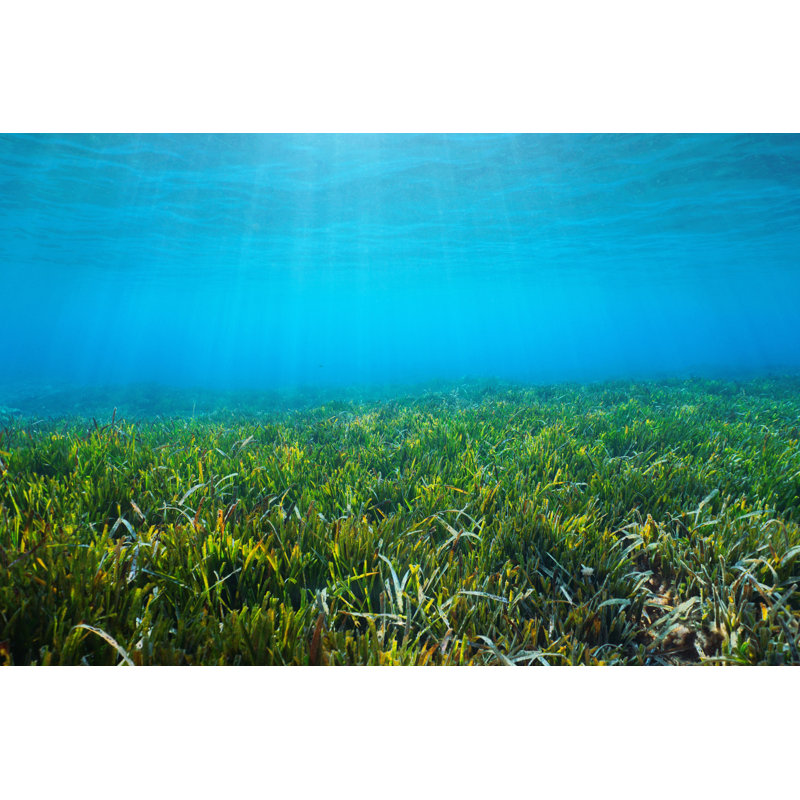 Seabed Neptune Grass by Damocean - Wrapped Canvas Print, 30cm H x 46cm W x 3.8cm D