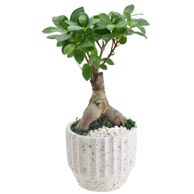 13'' Ficus Plant in Ceramic Planter