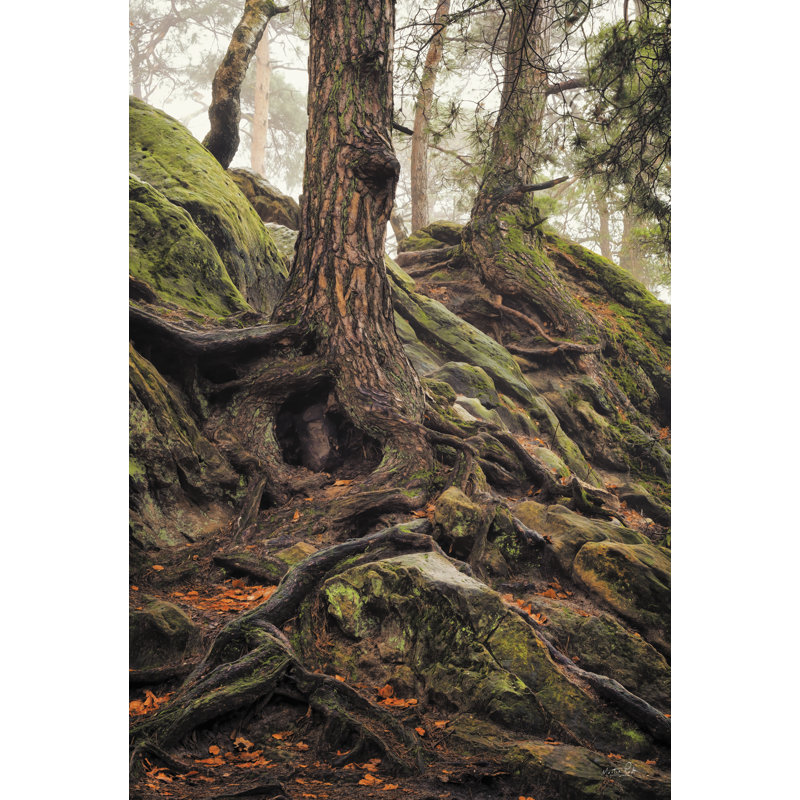 «Rocks And Roots On Canvas» par Martin Podt, reproduction, H 48 po x l 32 po