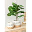 Figuier artificiel 21,7 po en pot