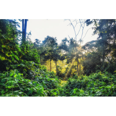 Rain Forest, Rwanda by Atosan - Wrapped Canvas Print