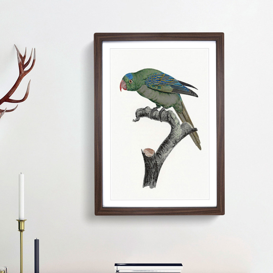 Blue Naped Parrot by F. Levaillant - Picture Frame Painting Print