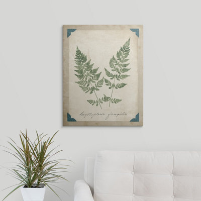 «Vintage Ferns VII», impression