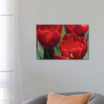Tulips by Brian Wolf - Wrapped Canvas Print
