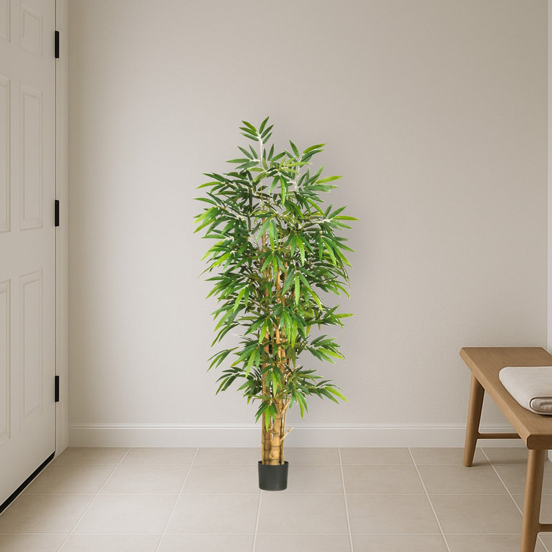 Belly Bamboo Silk Tree
