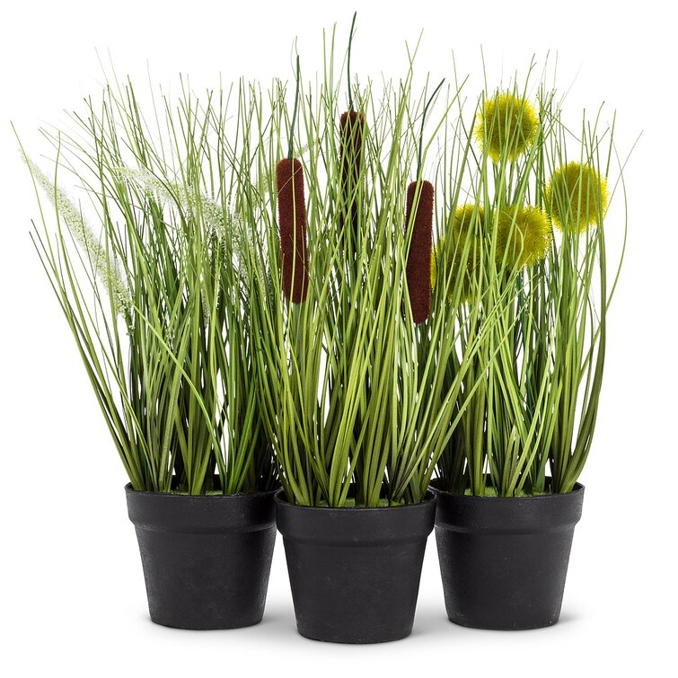 Grass Lily, Turtle Plant, Cat Grass - Set de plantes d'intérieur pour  animaux avec pots anthracite - 4 pièces 