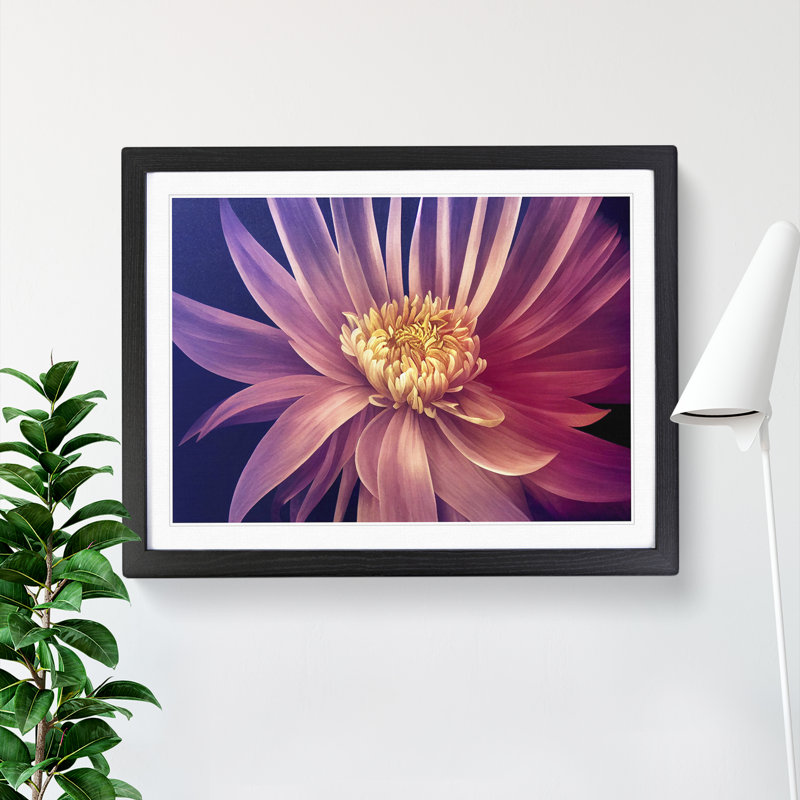 Serene Chrysanthemum Flower - Framed Print, Black, 25cm H x 34cm W x 2cm D