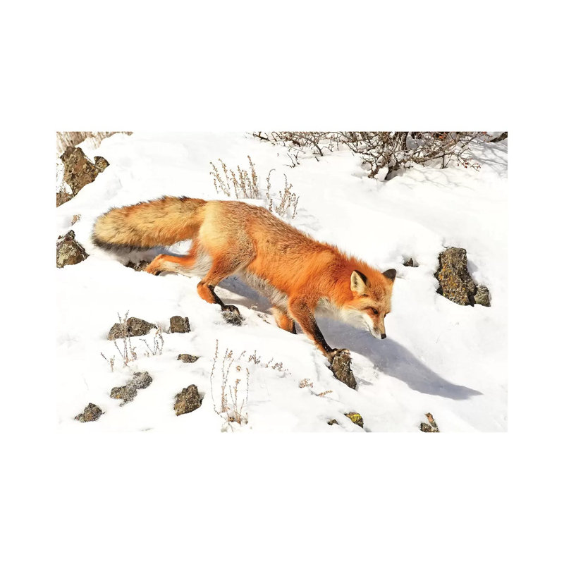 Winter Fox by Brian Wolf - Wrapped Canvas Print, 66.04cm H x 101.6cm W x 1.91cm D