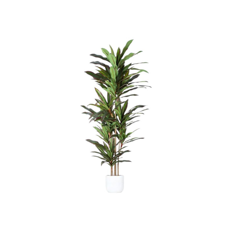 Arbre Dracaena artificiel vert 71 po dans un pot noir