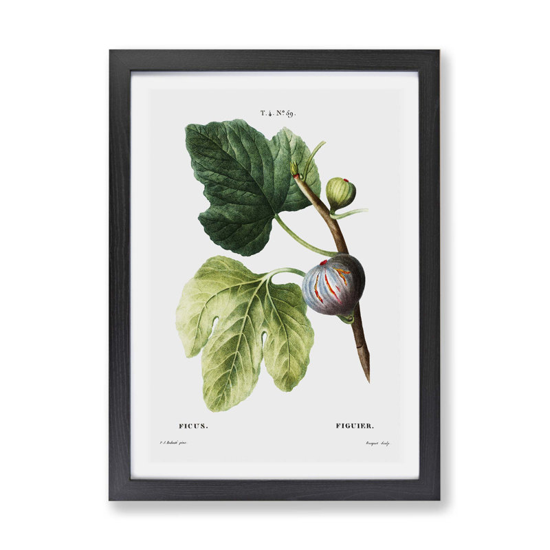 Fig Tree by Pierre-Joseph Redoute - Single Picture Frame Painting, 45cm H x 63cm W x 2cm D, Black