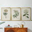 Antique Turpin Botanical VII - Toile tendue avec châssis sur mesure - 3 pièces-347854210-347854239