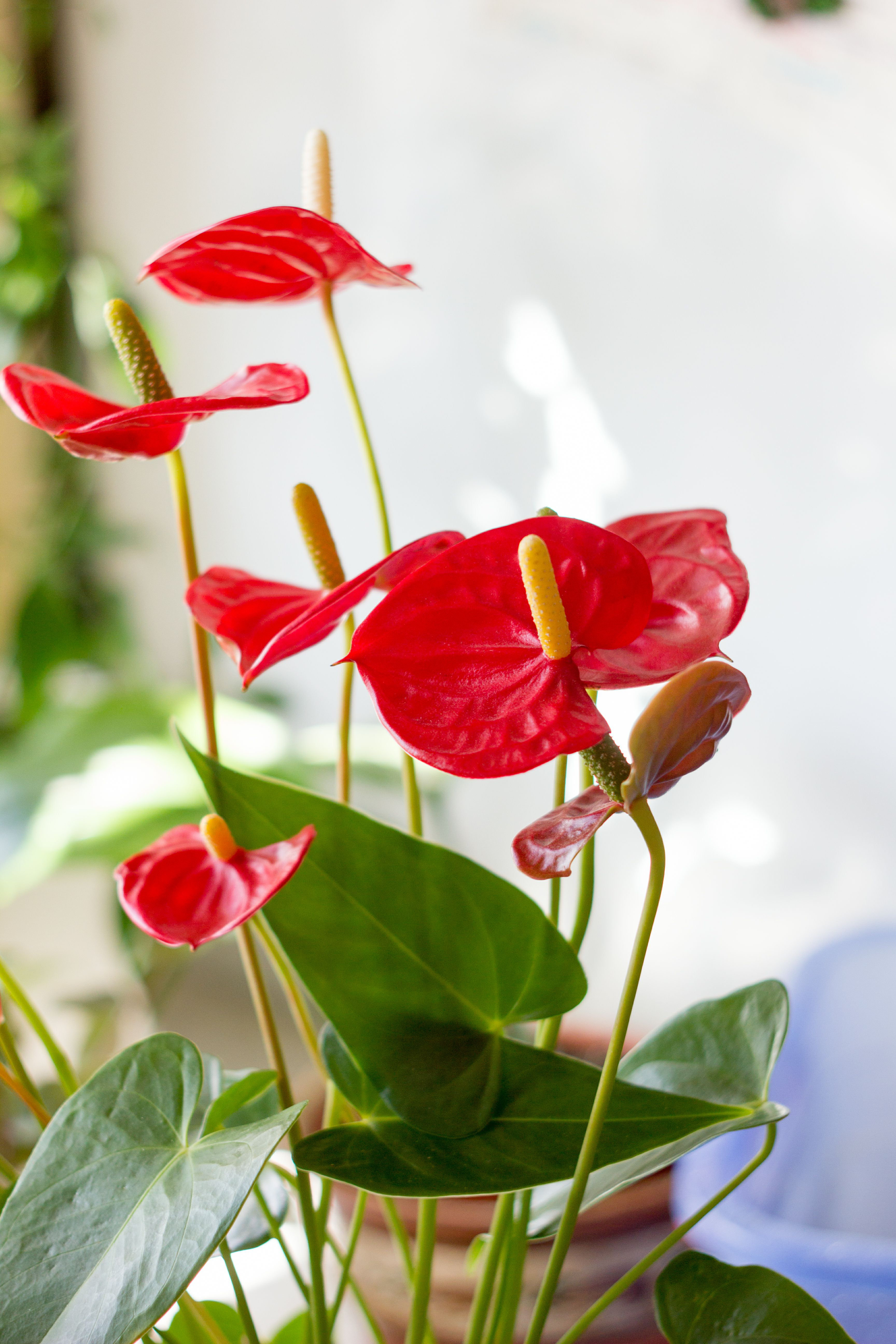 Ebern Designs Red Anthurium Flowers by Sharafmaksumov - Wrapped Canvas  Photograph | Wayfair