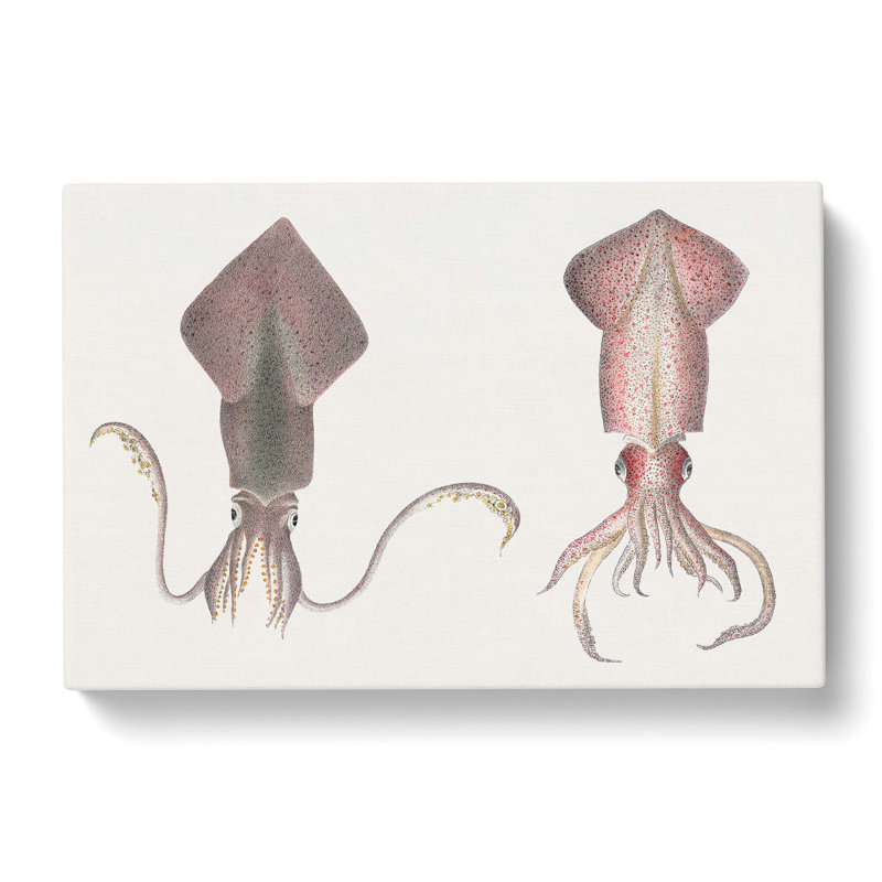 Squid Illustrations by J.E. De Kay - Wrapped Canvas Painting, 35cm H x 50cm W x 3cm D