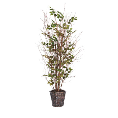 Natural 60'' Birch Tree in Wicker Basket