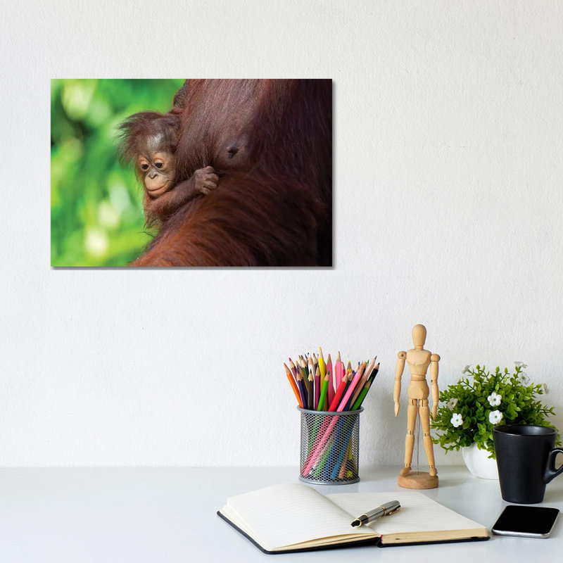 Orangutan Baby Hanging On Mother by Mogens Trolle - Wrapped Canvas Gallery-Wrapped Canvas Giclée, 20.32 cm H x 30.48 cm W