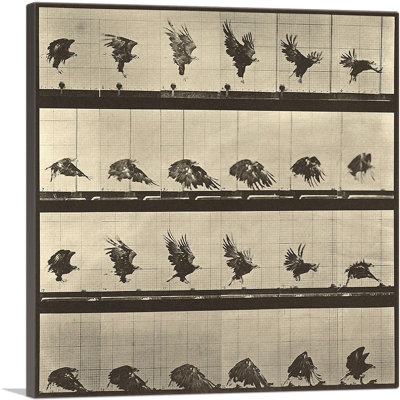 Reproduction d'art sur toile tendue, "Animal Locomotion, Eagle" par Eadvin Muybridge