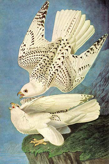 « falcons » par john james audubon-impression d’art graphique, H 36 po x l 24 po x P 1,5 po