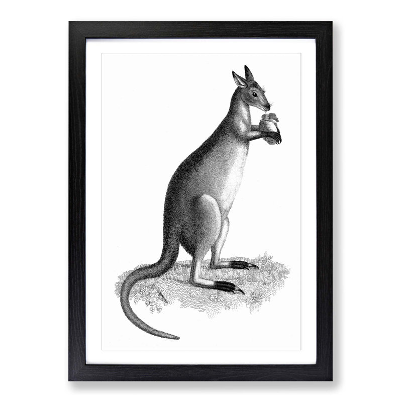 Kangaroo by George Shaw - Picture Frame Graphic Art Print, Black Framed, 48cm H x 36cm W x 2cm D