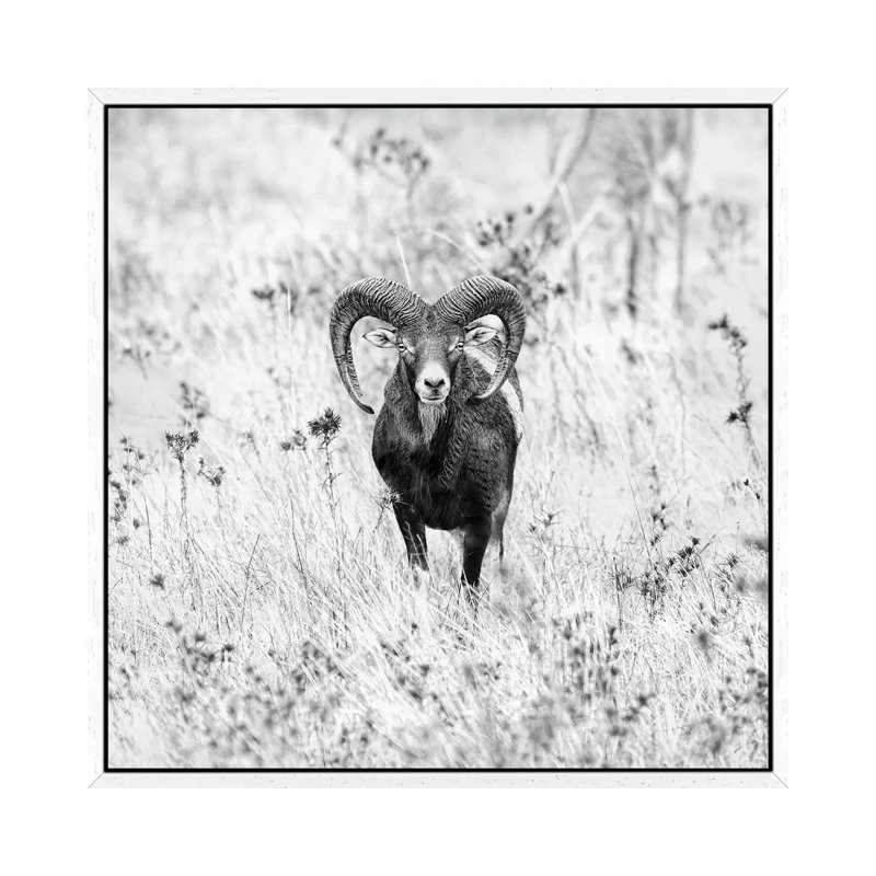 Ram In A Field by Nicolas Merino - Print on Canvas, 66.04cm H x 66.04cm W x 3.81cm D, White Framed