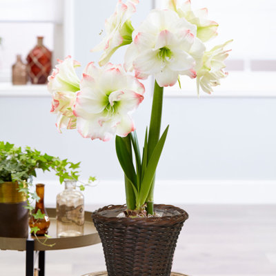 Van Zyverden Amaryllis Kit Amadeus Candy With 6.5" Round Table Top Rattan Basket