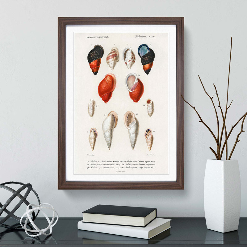 Mollusc Shell Illustrations PL. 20 by Charles D' Orbigny - Picture Frame Graphic Art Print, Walnut Framed