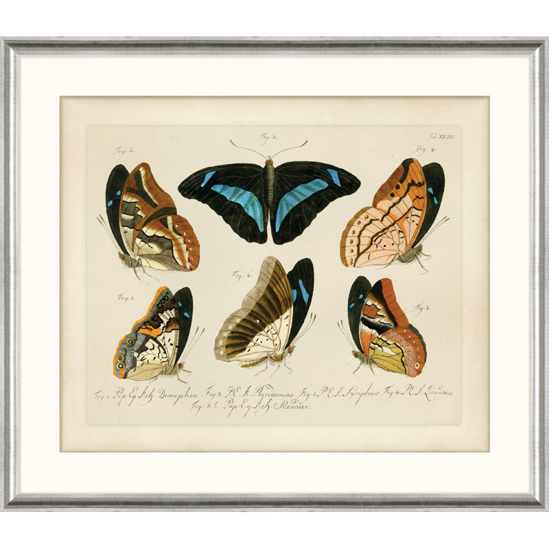 « Naturaliste Butterfly VI » Oken, reproduction d’art sur papier