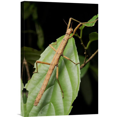 " Stick Insect "