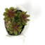 Boîte à fleurs 4,3 po H-1798606586