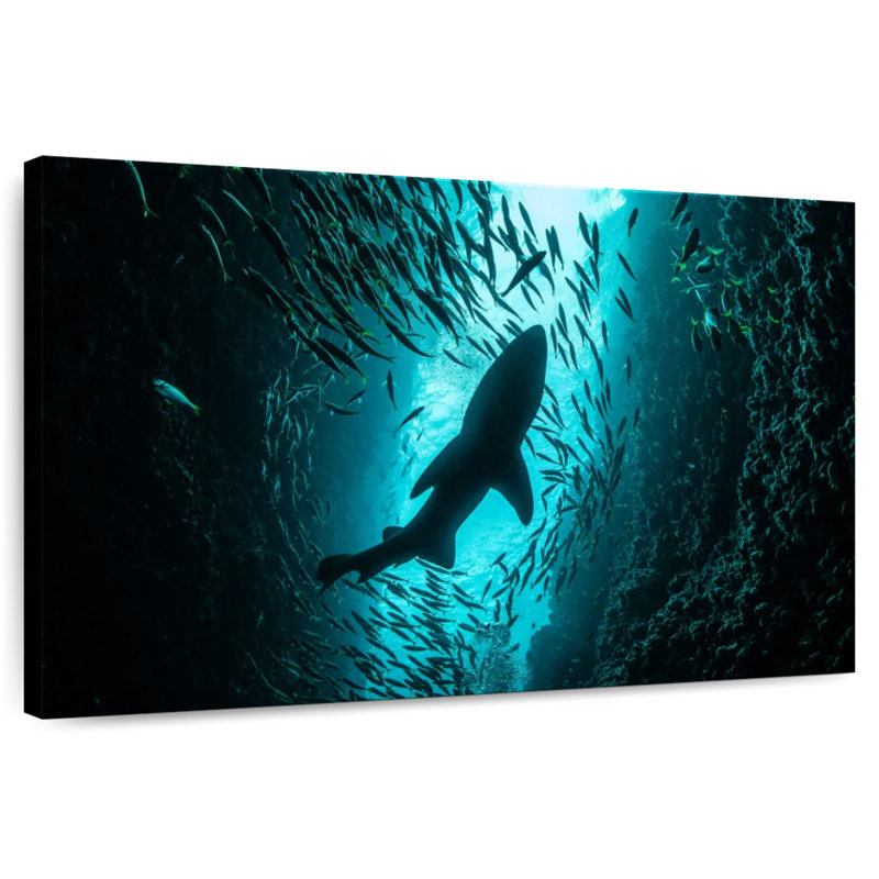 Brampt Shark Depth, 16" H x 24" W