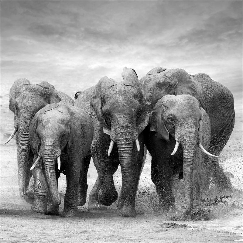No Frame Print on Glass, 80 cm H x 80 cm W x 1.5 cm D